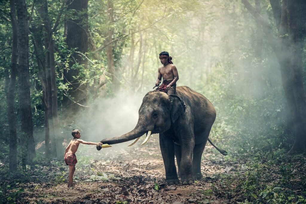 elephant, riding, children