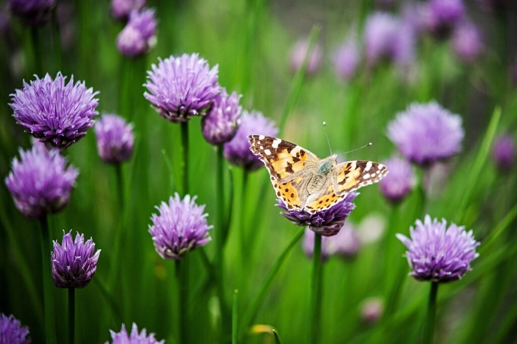 flower, detail, macro