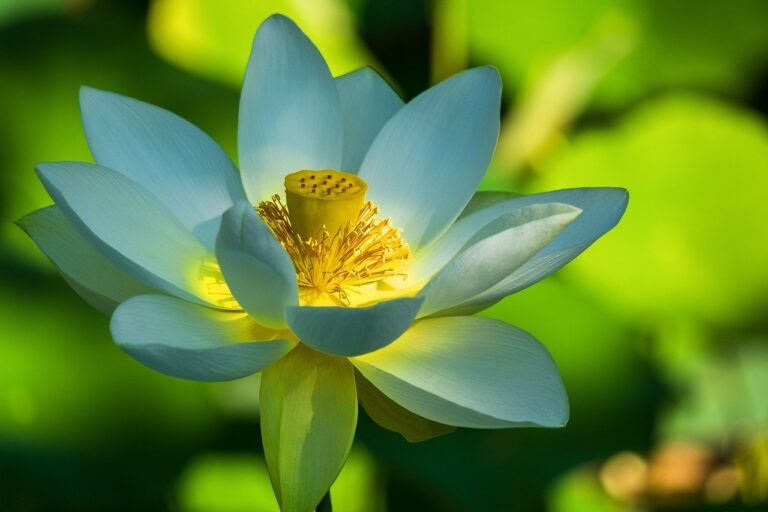 lotus flower, white, flower